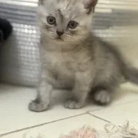 گربه ملوس نژاد دار
