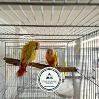 انواع جفت های  جوانه گرینچیک.سانچیک. ردچیک.مونچیک