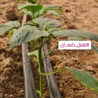 کارگر گلخانه در سیرجان