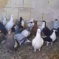 کبوتر.رنگی