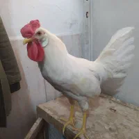 یک خروس جوان 7ماه سالم سالم