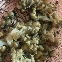 فروش حلزون از سوپر مولد تا کوچک