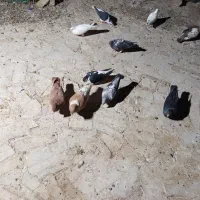 15عدد کبوتر پرشی