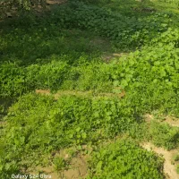 فروش زمین مسکونی روستایی جمرک