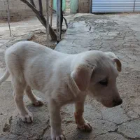 توله سگ