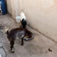 دو عدد کهره نر