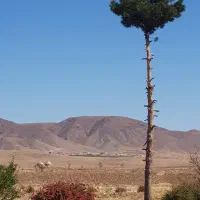 باغ زرشک ارزشمند، مناسب سرمایه‌گذاری و کشاورزی