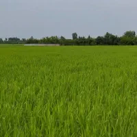 برنج طارم هاشمی محلی مازندران سال جدید