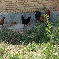 فروsh خروس و مرغ باروک تخم گذار
