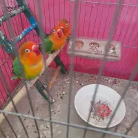 سه تا کوتوله
