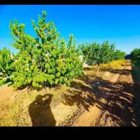 باغ هلو ۶۰۰متری دوردیوار درختان ۱۰ساله استخر