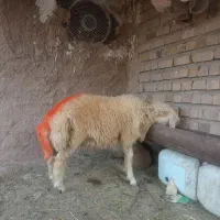 بره قوچ  سفید پلنگی  قیمت 57 میلیون