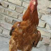 خروس اصیل لاری