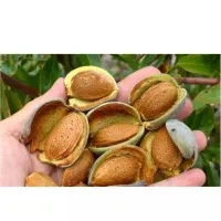 بادام سبز با پوست ۲۳۰