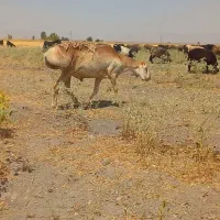 کوه قوچ چینی  اصل اصل