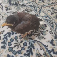 جوجه مینا