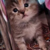 بچه گربه های همیالین اسکاتیش اصیل