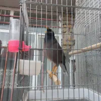 مرغ مینا سخنگو