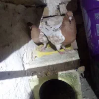 جفت کله زرد فروشی