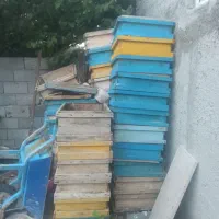 تعدادی کندو زنبور عسل امریکایی
