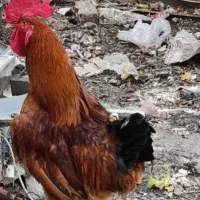 خروس محلی اصل