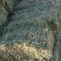 یونجه|خدمات باغبانی و درختکاری|قروه, |دیوار