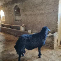 قوچ|حیوانات مزرعه|ازنا, |دیوار