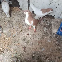 خوشرنگ سیاه|پرنده|محمدیه-قزوین, |دیوار