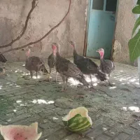 جوجه بونقلمون
