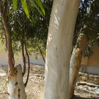 برش وخرید درخت اوکلاتوس،مرت،وکناروغیره باقیمت خوب