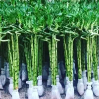 گل بامبو پیچدارقطره و گلدان موجود