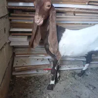 بز پاکستانی مری گلابی با بزغاله