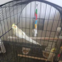 عروس هلندی ماده