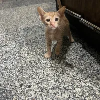 واگذاری بچه گربه زیبا