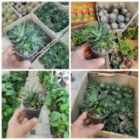 ساکولنت هاورتیا گوره خری بنسای دیزی خوری کاکتوس