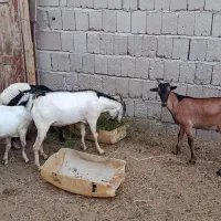 کهره نری چاق چله