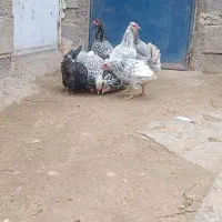 گلین طوسی|حیوانات مزرعه|قروه, |دیوار