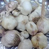 سیر خانگی پر مغز تند امسالی