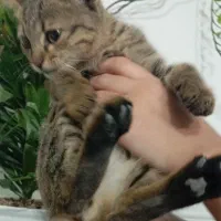 واگذاری بچه گربه