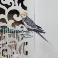 عروس هلندی سخنگو