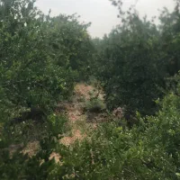 باغ-انار-جاده-قدیم-ساوه-سلفچگان