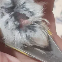 فروش یا معاوضه جوجه سهره دهندار ومرغ تخمگذار
