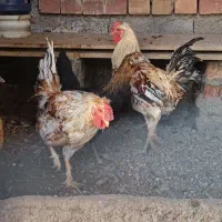 مرغ و خروس