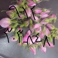 کد۳ رند