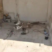 جوجه قازچهارماهه ۴عددنروماده