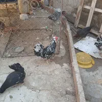 خروس گلین فول فول