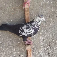 بزک سیاه کله برنجی