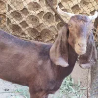 چپش ماده گوسفند بره