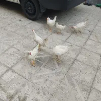 جوجه دو ماهه