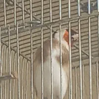 سهره چونه سفید